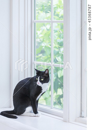 窓辺で振り返る猫 45368787
