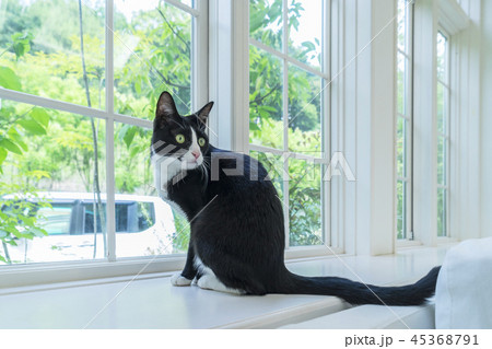 出窓に座り振り返る猫の写真素材