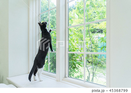 窓辺で立ち上がる猫の写真素材