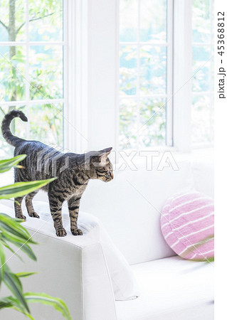 ソファのひじ掛けに立つ猫 ソファのひじ掛けに立つ猫 45368812