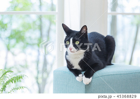 椅子に伏せて見つめる猫 椅子に伏せて見つめる猫 45368829