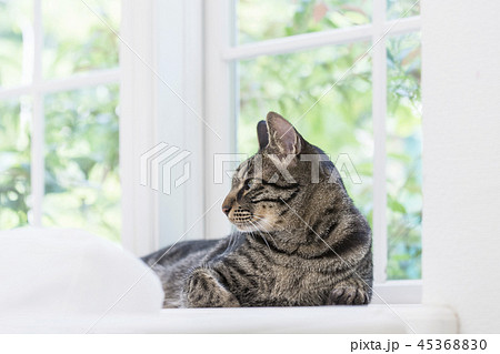 窓辺でまどろむ猫 45368830
