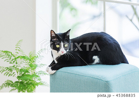 椅子の上で寛ぐ猫 椅子の上で寛ぐ猫 45368835