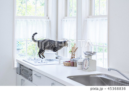 キッチンに乗って窓の外を見る猫 45368836