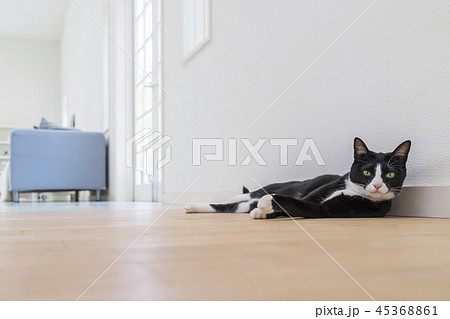 床に寝そべり見つめる猫 床に寝そべり見つめる猫 45368861