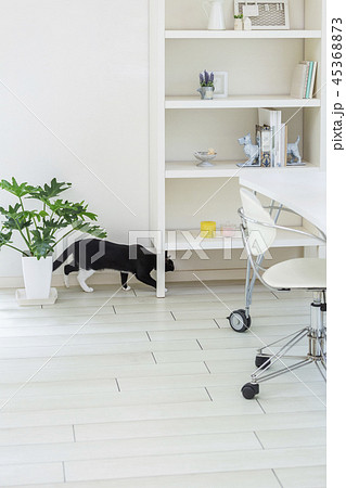 棚の下に潜る猫 45368873