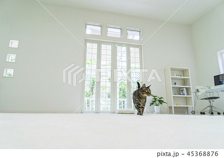 リビングを歩く猫 45368876