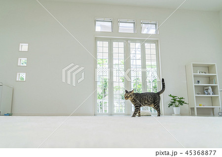 リビングを歩く猫 リビングを歩く猫 45368877