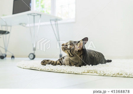 カーペットに寝転ぶ猫の写真素材 [45368878] - PIXTA