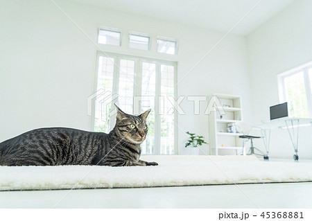 カーペットで寛ぐ猫 カーペットで寛ぐ猫 45368881