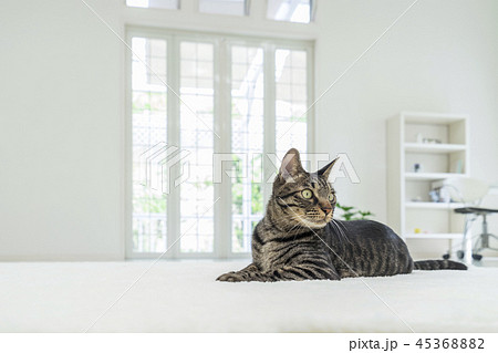 カーペットで寛ぐ猫の写真素材 [45368882] - PIXTA