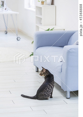 ソファの側に座る猫の写真素材 4536