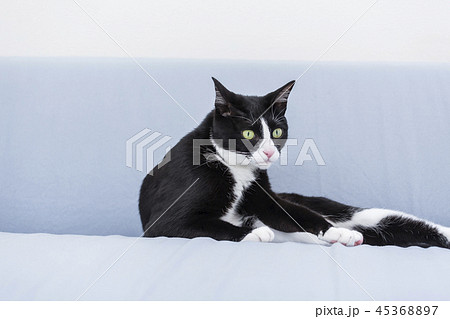 ソファで寛ぐ猫 45368897