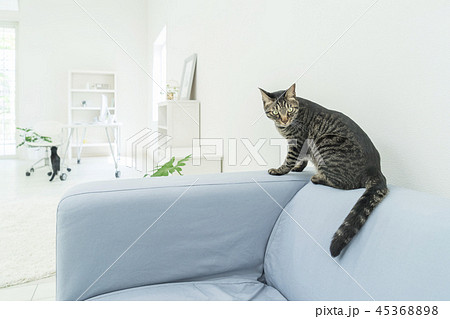 ソファに座る猫 45368898