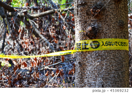 平成30年台風第21号で倒木などの大きな被害を受けた大阪城公園 45369232