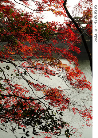紅葉イメージ(長崎県：野岳湖) 45369595