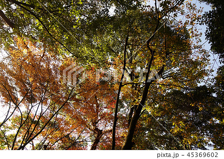 紅葉イメージ(長崎県:野岳湖) 紅葉イメージ(長崎県:野岳湖) 45369602