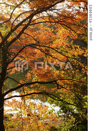 紅葉イメージ(長崎県：野岳湖) 45369605