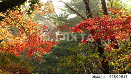 紅葉イメージ(長崎県：野岳湖) 45369613