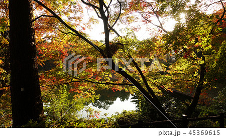 紅葉イメージ(長崎県:野岳湖) 紅葉イメージ(長崎県:野岳湖) 45369615
