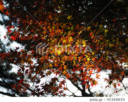 紅葉イメージ(長崎県:野岳湖) 紅葉イメージ(長崎県:野岳湖) 45369650