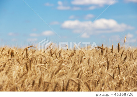 view at the wheat field 45369726