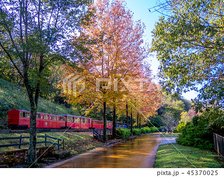 【静岡県伊豆市】ロムニー鉄道と紅葉したプラタナスの街路樹【修善寺虹の郷】 45370025