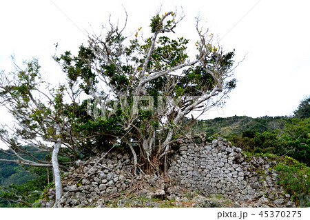 沖縄 知念城跡 城壁 沖縄 知念城跡 城壁 45370275