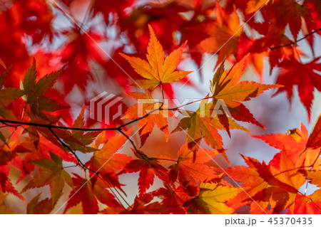 紅葉・秋イメージ 紅葉・秋イメージ 45370435