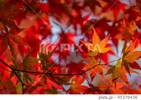紅葉・秋イメージ 紅葉・秋イメージ 45370436