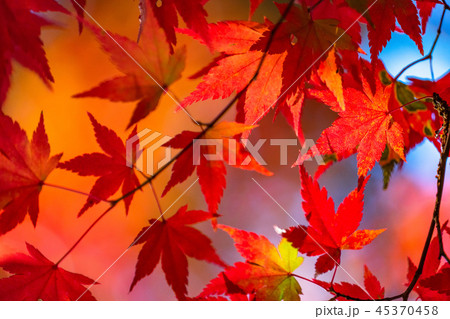 紅葉・秋イメージ 紅葉・秋イメージ 45370458