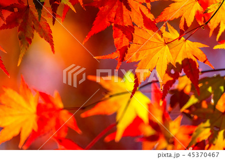 紅葉・秋イメージ 45370467
