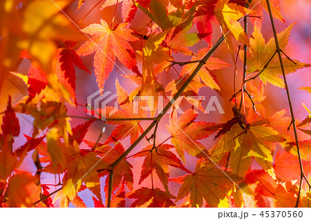 紅葉・秋イメージ 紅葉・秋イメージ 45370560
