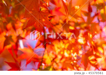 紅葉・秋イメージ 紅葉・秋イメージ 45370561