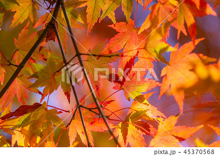 紅葉・秋イメージ 45370568