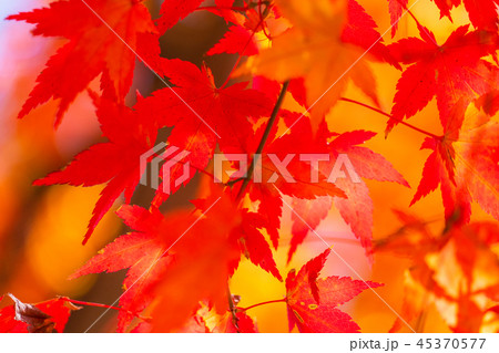 紅葉・秋イメージ 紅葉・秋イメージ 45370577