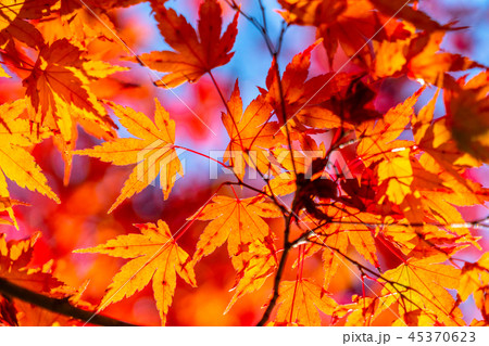紅葉・秋イメージ 45370623