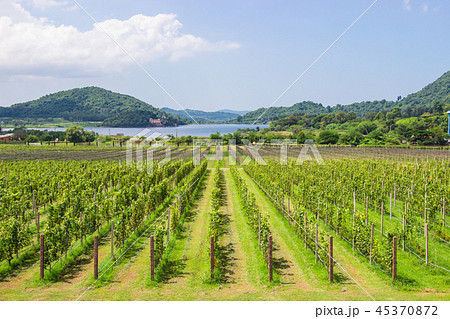 Grape farm and garden at near lake and mountain. 45370872