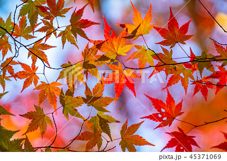 紅葉・秋イメージ 紅葉・秋イメージ 45371069