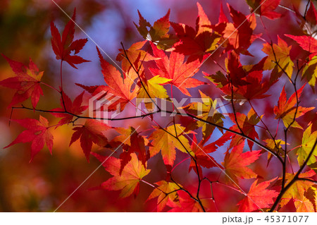 紅葉・秋イメージ 紅葉・秋イメージ 45371077