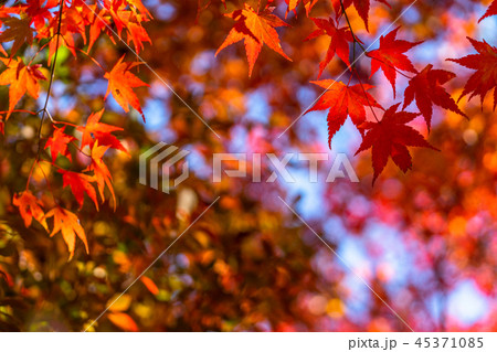 紅葉・秋イメージ 45371085