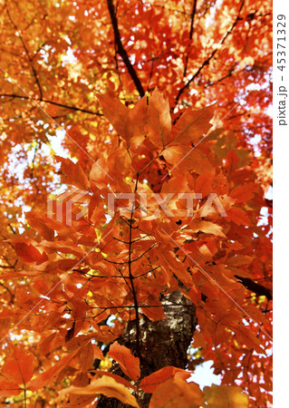 紅葉 南怡島 春川市 45371329