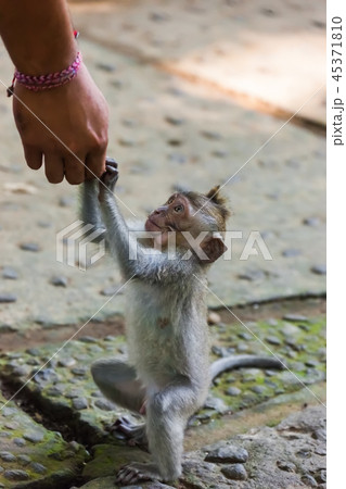Monkey in forest park in Ubud - Bali Indonesia 45371810