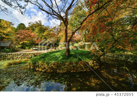 紅葉 木 風景 45372055