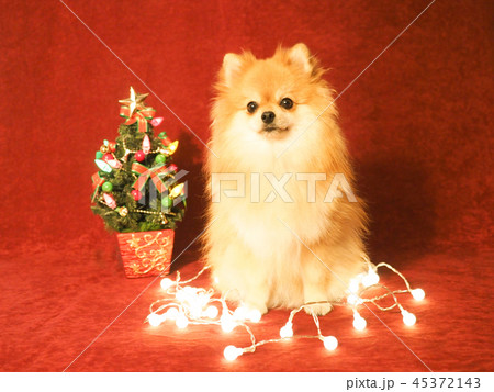クリスマスツリーとポメラニアン クリスマスツリーとポメラニアン 45372143