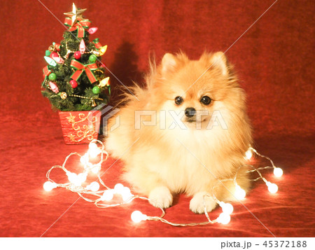 クリスマスツリーとポメラニアン クリスマスツリーとポメラニアン 45372188