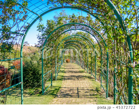 静岡県伊豆市 ローズガーデンのフラワーアーチとつるバラ 修善寺虹の郷 の写真素材