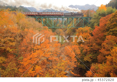 秩父鉄道・SLパレオエクスプレスと紅葉 45372820