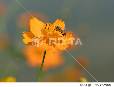 コスモス ミツバチ 花粉 オレンジ 花の写真素材