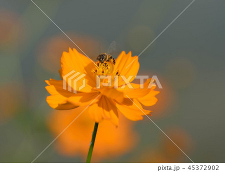 コスモス ミツバチ 花粉 オレンジ 花の写真素材